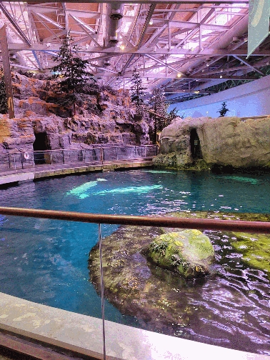Beluga Whales