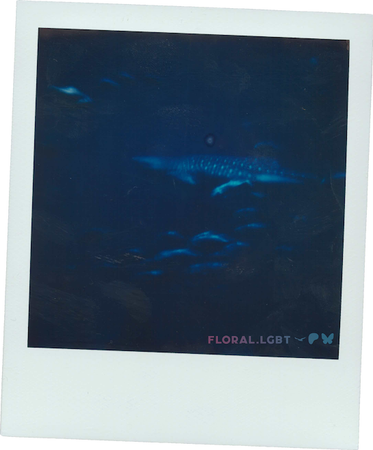Whale Shark