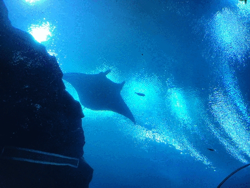 Big Ray