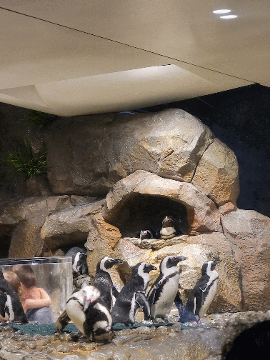 Penguin